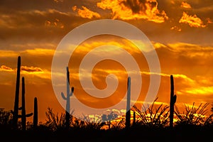 Desert Oasis at Sunset with clouds and orange colored sky