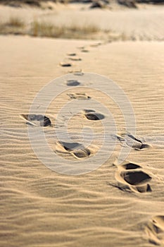 Desert. Oleshki sand texture with footprints. Kilometers of dunes, fixed by special plants and thorny bushes. Travel hike walk,ex