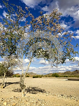Desert Orchid Tree, Salome, AZ