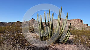 Desert, Organ Pipes Cactus Stenocereus thurberi. Organ Pipe Cactus National Monument, Arizona, USA