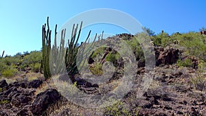 Desert, Organ Pipes Cactus Stenocereus thurberi. Organ Pipe Cactus National Monument, Arizona, USA