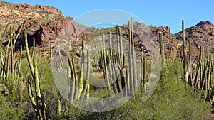 Desert, Organ Pipes Cactus Stenocereus thurberi. Organ Pipe Cactus National Monument, Arizona USA