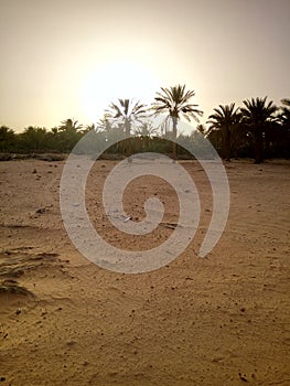 Desert in ouargla from Algeria