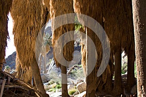 Desert palm trees on hillside
