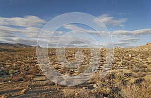 Desert Panorama