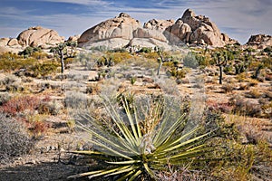 Desert Peacock- Jumbo Rocks