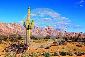 Desert of Pinacate park near puerto peÃ±asco, sonora, mexico VIII