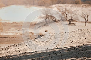 Desert and pine trees. National Park de Loonse en Drunense Duinen in Udenhout Netherland photo