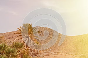 Desert place with palm trees located in Almeria (southeast Spain