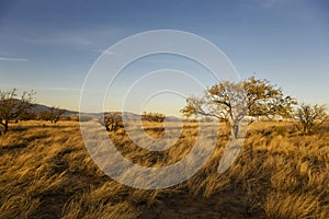 Desert Plain