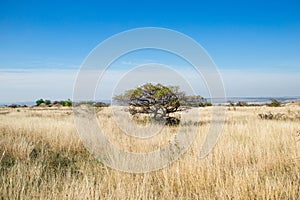 Desert plain  landscape covered with dry grass. lonely savanna with a tree. Spreading tree stands alone in a field. Wide tree in