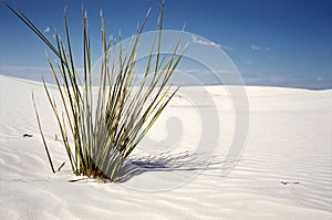 Desert plant