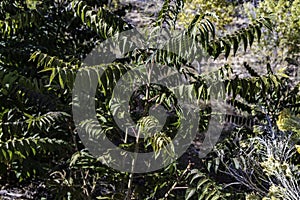 Desert Plant