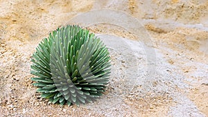 desert plant