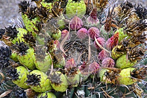 Desert plant