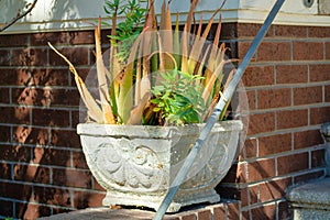 Desert plant in decorative white pot on brick patio or stoop with stairs and metal hand rail near front door in fornt