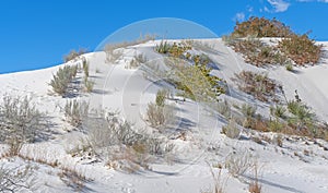 Desert Plant Display in the White Sands