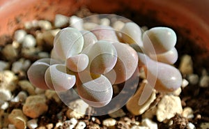 Desert plant-Graptopetalum amethystinum photo