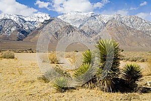 Desert Plant with mountains