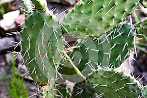 Desert plant opuntia monacantha with needles