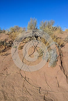 Desert plant roots on desert sand surface, arizona usa