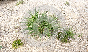 The desert plant is a thorn. A green bush in a rocky desert. Green grass on dry land. Desert soil. Desert landscape in