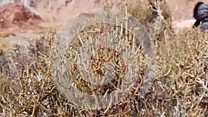 Desert plant in Valle del Arcoiris, San Pedro Atacama Desert, Chile