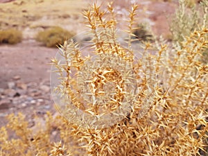 Desert plant in Valle del Arcoiris, San Pedro Atacama Desert, Chile photo