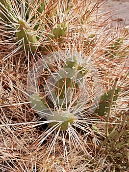 Desert plant in Valle del Arcoiris, San Pedro Atacama Desert, Chile photo