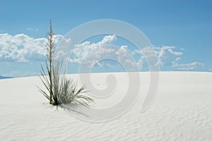 Desert plant in white sand dunes