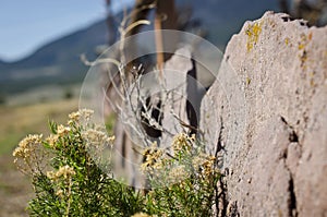 The desert plants along the stone fence.