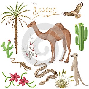 Desert plants and animals set photo