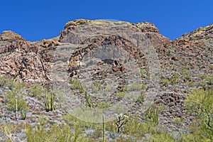 Desert Plants Beneath Heat Seared Cliffs