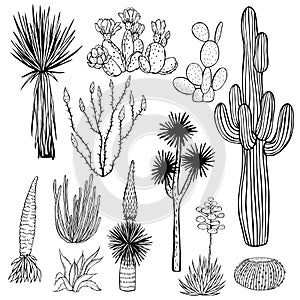 Desert plants, cacti. Vector  illustration
