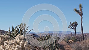 Desert plants, cactus in Joshua tree national park, California valley wilderness