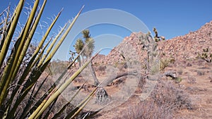Desert plants, cactus in Joshua tree national park, California valley wilderness