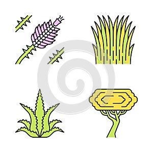 Desert plants color icons set photo