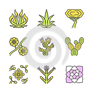 Desert plants color icons set photo
