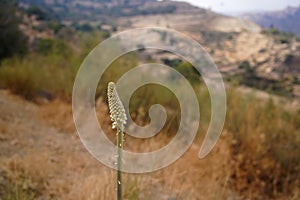 Desert plants folwer with brown meadow background in Dana Vally