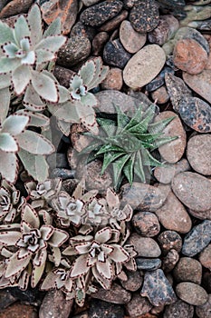 Desert plants, green succulents, home gardening and decorating rustic style