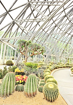 Desert plants greenhouse