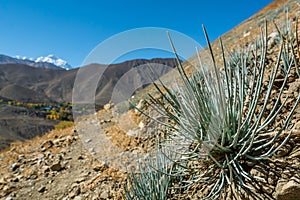 Desert plants growing in arid wastelands.