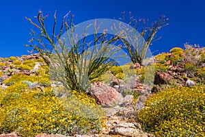 Desert Plants photo