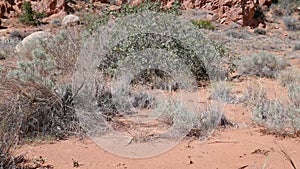 Desert plants in hot arid landscape