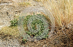 Desert Plants on the Lake Shore of Laguna Hedionda, The Saline Lake in Andean Altiplano, Nor Lipez Province, Bolivia