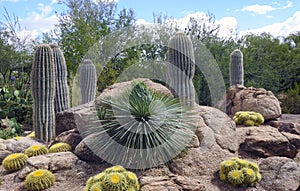 Desert plants, Papagayo Park, Phoenix, Arizona, United States