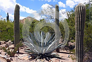 Desert plants, Papagayo Park, Phoenix, Arizona, United States
