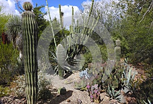 Desert plants, Papagayo Park, Phoenix, Arizona, United States