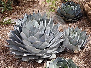 Desert plants, Papago Park, Phoenix, Arizona, United States