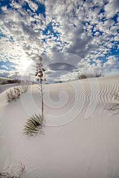 Desert Plants reaching out of the sand dunes covering them in New Mexico